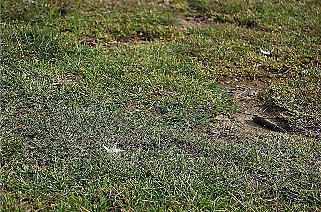 Razões para grama irregular: O que fazer para um gramado recuando