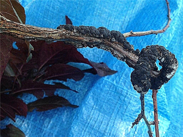 Slive s črnim vozlom: Kako zdraviti bolezen črnega vozla slive