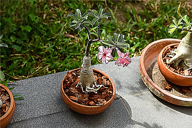 So beschneiden Sie eine Wüstenrose - Tipps zum Zurückschneiden von Wüstenrosenpflanzen