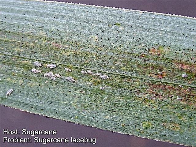 Cukranendrių vabzdžių kontrolė - kaip elgtis su cukranendrių augalų kenkėjais