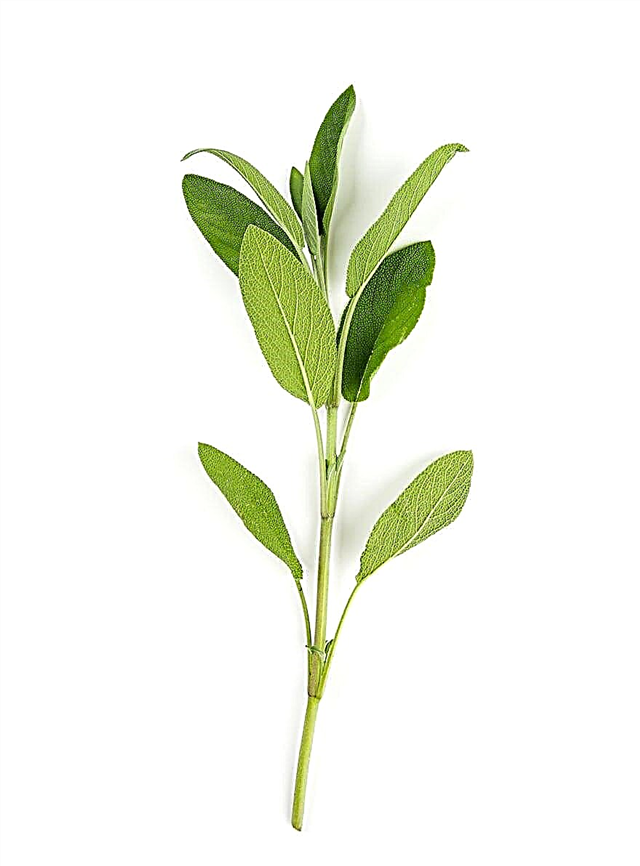 Salvia Skæring Formering: Kan du vokse Salvia fra stiklinger