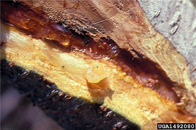 الخوخ السيطرة البكتيرية القرحة: كيفية علاج القرحة البكتيرية على أشجار الخوخ