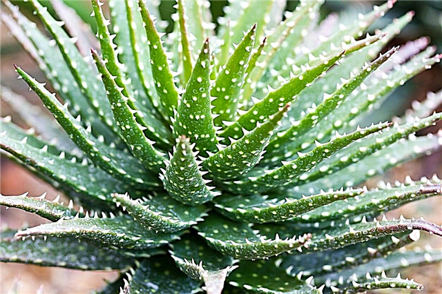 What Is A Minnie Belle Aloe - Minnie Belle Succulent Care