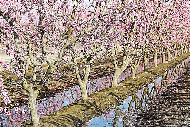 浸水した桃の木の処理–常水に桃を置くことは悪いことですか