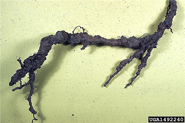 Nematodos en los árboles de durazno: manejo de un durazno con nematodos de nudo de raíz