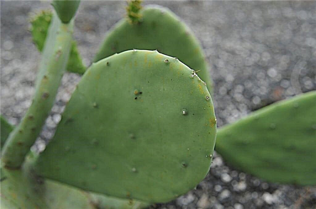 Spineless Prickly Pear Info - Советы по выращиванию колючих груш Ellisiana