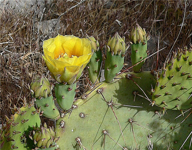 Engelmann Prickly Pear Info - Aprenda sobre el cultivo de plantas de manzana de cactus