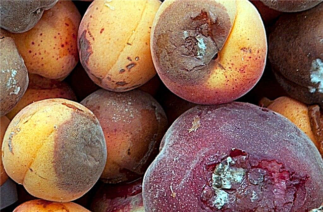 Rhizopus Apricot Control: Behandlung von Aprikosen mit Rhizopus Rot