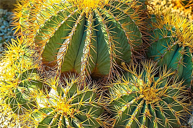 Blue Barrel Cactus Care - Wachsende Blue Barrel Cactus-Pflanzen
