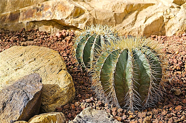 Astrophytum Cactus Care - Tips för odling av en munks huva