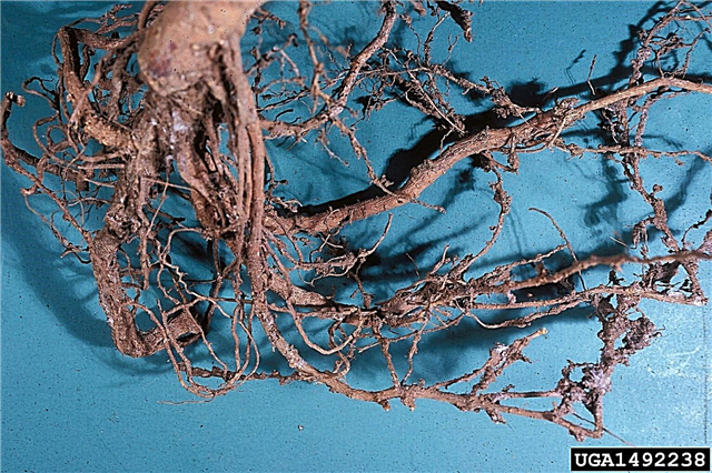 Problemas de nematodos de albaricoque: tratamiento de albaricoques con nematodos del nudo de la raíz