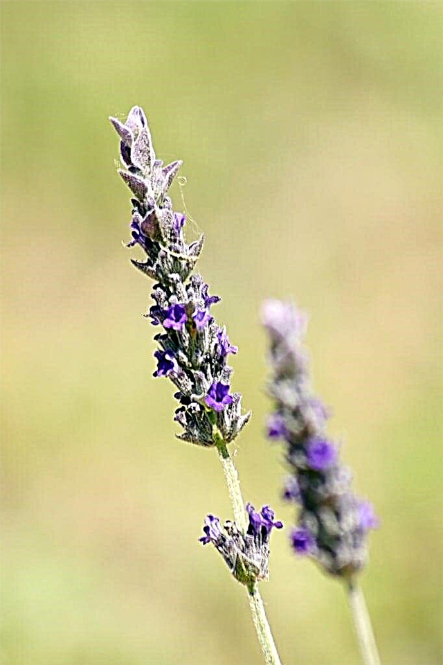 Vad är Grosso Lavender - Hur man odlar lavendel “Grosso”