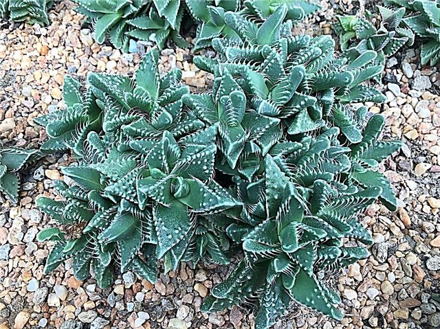Tiger Jaws Care: What Is A Tiger Jaws Succulent