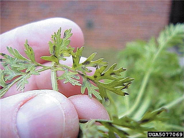 Tratamiento de manchas de hojas de zanahoria: aprenda sobre el tizón de la hoja de cercospora en las zanahorias