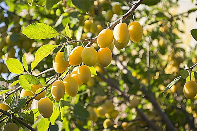 Gelbe Ei-Pflaumenbäume: Wie man gelbe Ei-europäische Pflaumen züchtet