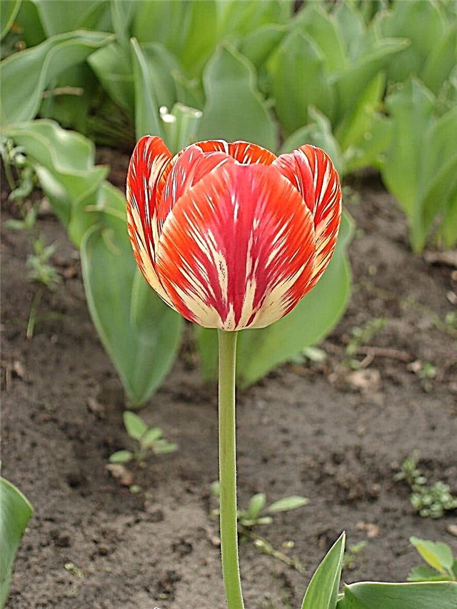 Rembrandt Tulip Plant Info - Tipy pro pěstování Rembrandt Tulipány