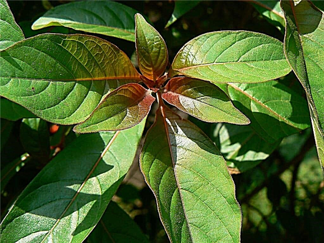 Firebush Leaf Drop: Razões para não folhas em um Firebush