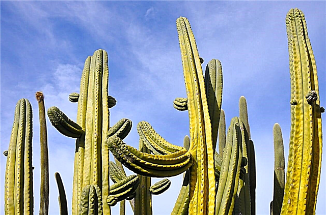 Was ist ein Stenocereus-Kaktus? Erfahren Sie mehr über Stenocereus-Pflanzen