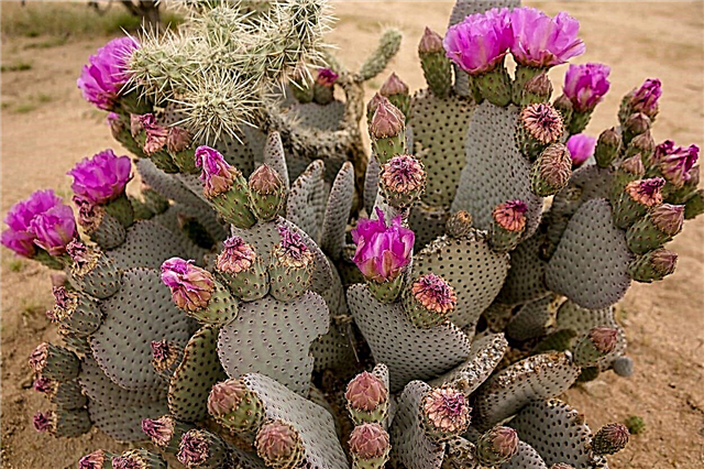 Beavertail Cactus Care - Cómo hacer crecer un cactus Beavertail Prickly Pear