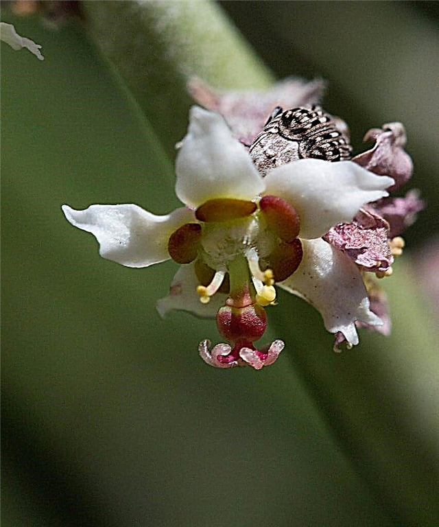 Was ist eine Candelilla-Pflanze - Wie man eine Wachs-Euphorbia-Sukkulente züchtet