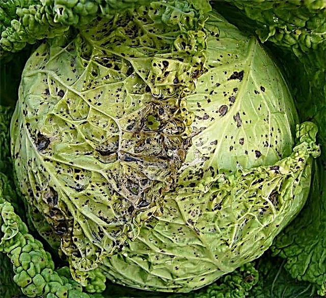 Cabbage Mosaic Virus - Lees meer over Mosaic Virus in koolplanten
