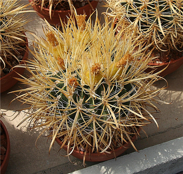 Información de Ferocactus Chrysacanthus: Cómo cultivar cactus Ferocactus Chrysacanthus