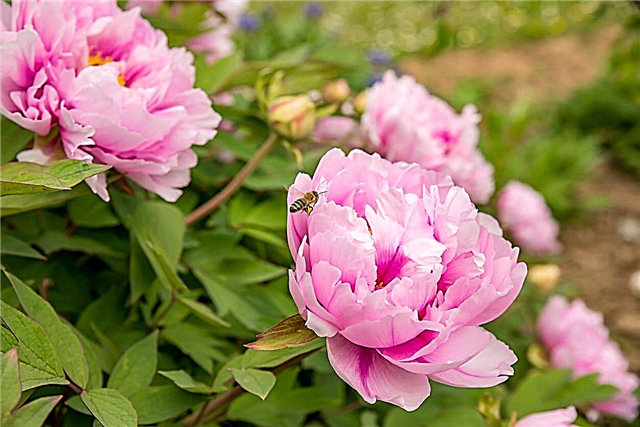 Rozā peoniju veidi: rozā peonijas augu audzēšana dārzos