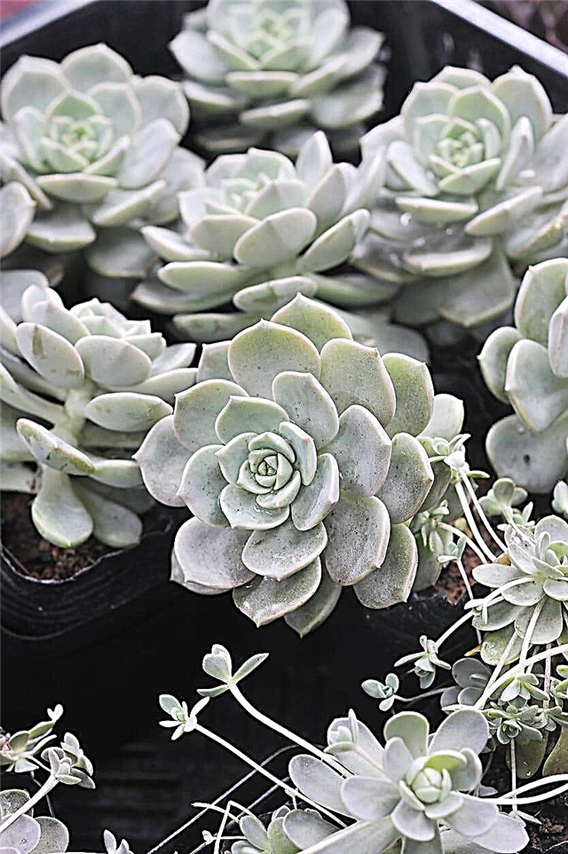 Porceliano augalų priežiūra - kaip užauginti „Graptoveria“ porceliano augalą