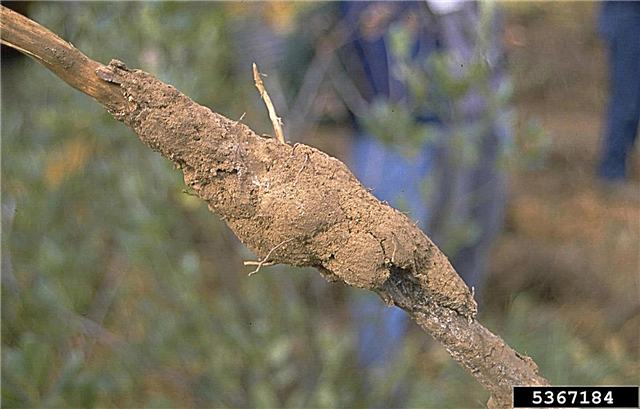 Marhuľový Armillaria Root Rot: Čo spôsobuje marhuľový dub Root Rot