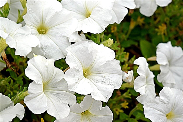 白いペチュニアの花：庭のための白いペチュニアの選択