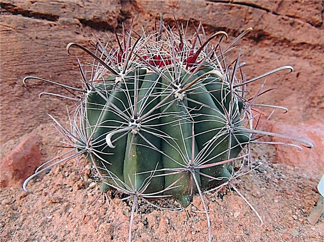 Barrel Cactus Care - Leer hoe u een Arizona Barrel Cactus kunt laten groeien