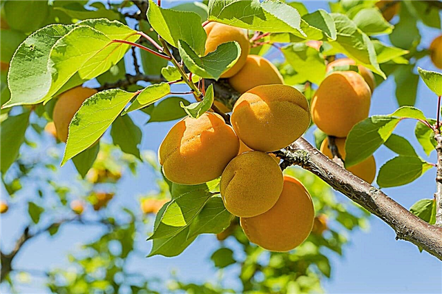 Was verursacht Aprikosen-Staunässe: Was tun bei wassergefüllten Aprikosenbäumen?