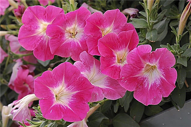 Rosa sorter av petunia: plocka ut petunior som är rosa