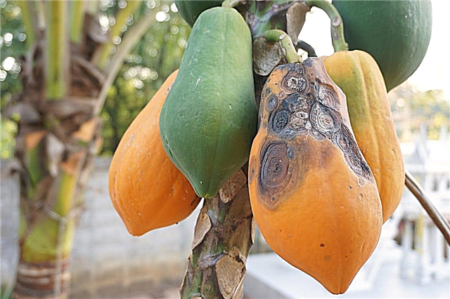 Антракноза на папайеви дървета: Научете повече за контрола върху папая Антракноза