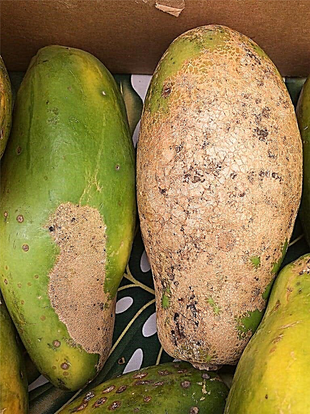 Problemas de herbicida de papaya: tratamiento de los síntomas de la lesión por herbicida de papaya