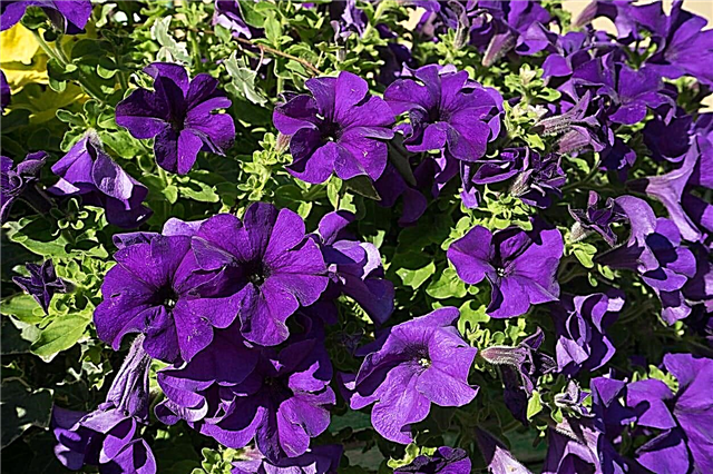Paarse petunia-bloemen: tips voor het kiezen van paarse petunia-variëteiten