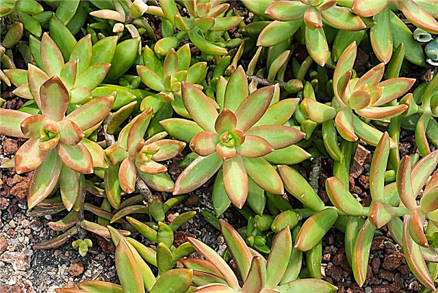 Coppertone steingrengsinfo: Omsorg for en sukkulent plante av Coppertone