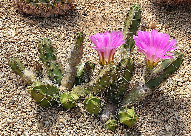 Ladyfinger Plant Care - Información sobre Ladyfinger Cactus
