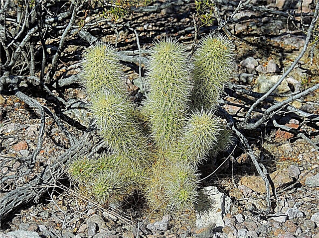 Informacije o verigi Cholla - Kako gojiti verižni kaktus Cholla