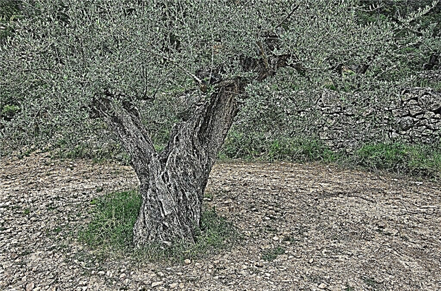 Maladie de l'olivier à Xylella: en savoir plus sur Xylella Fastidiosa et les olives