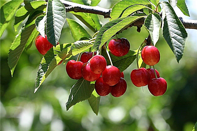 Vyšnių lašo problemos - padėti, mano vyšnios nukrinta nuo medžio