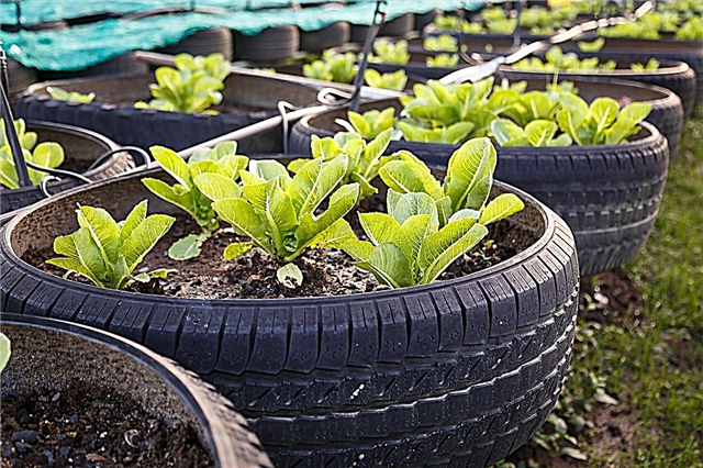 Plantio de jardim de pneus: pneus são bons plantadores para comestíveis