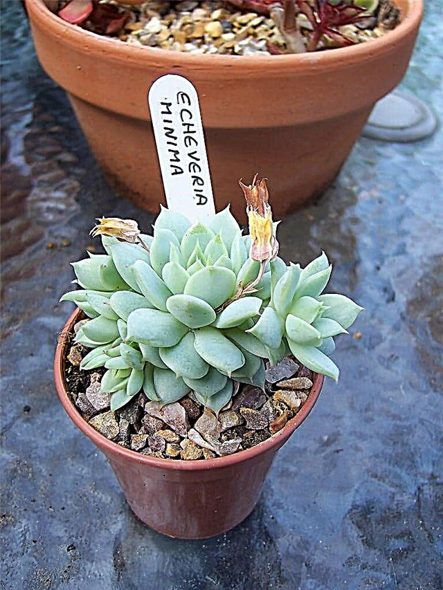 What Is A Minima Plant - Echeveria Minima Information And Care