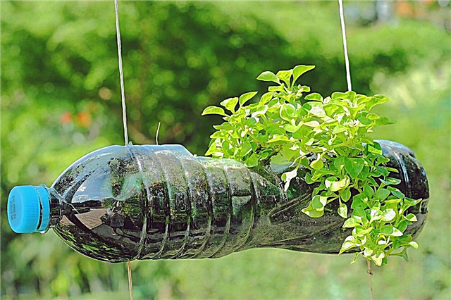 Myšlenky na upcycling zahradní láhve - jak znovu použít staré láhve v zahradách