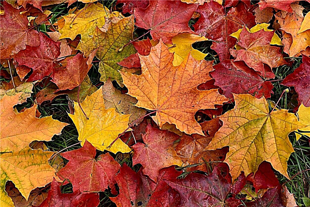 Падіння листя - Що робити з опалим листям