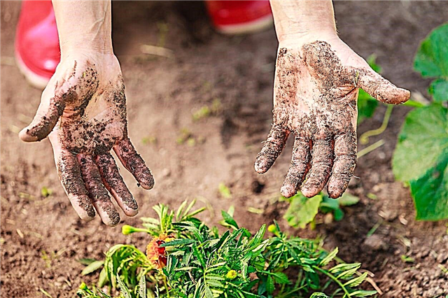 Mẹo chăm sóc tay cho người làm vườn: Giữ tay sạch trong vườn