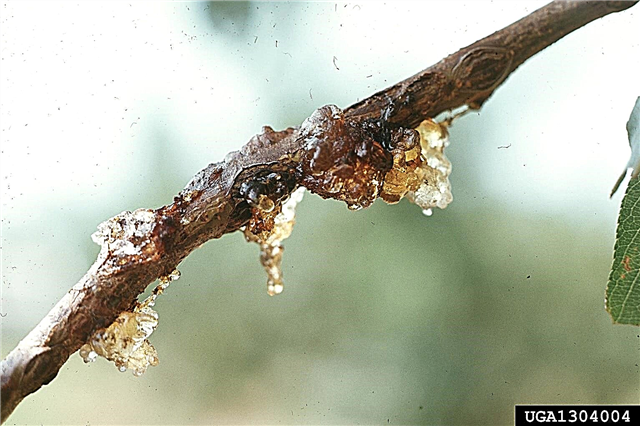 Gljivična gmoza od marelice - kako liječiti gumicu od marelice