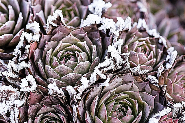 Succulentes de climat froid - En savoir plus sur la culture de plantes succulentes dans le froid