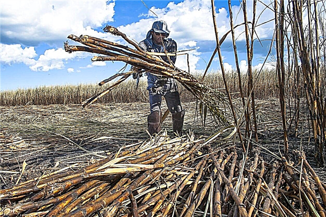 Leitfaden zur Zuckerrohrernte: Erfahren Sie, wann Sie Zuckerrohrpflanzen ernten müssen