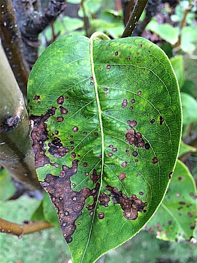Pear Fruit Spot Info: O que causa a peste nas folhas